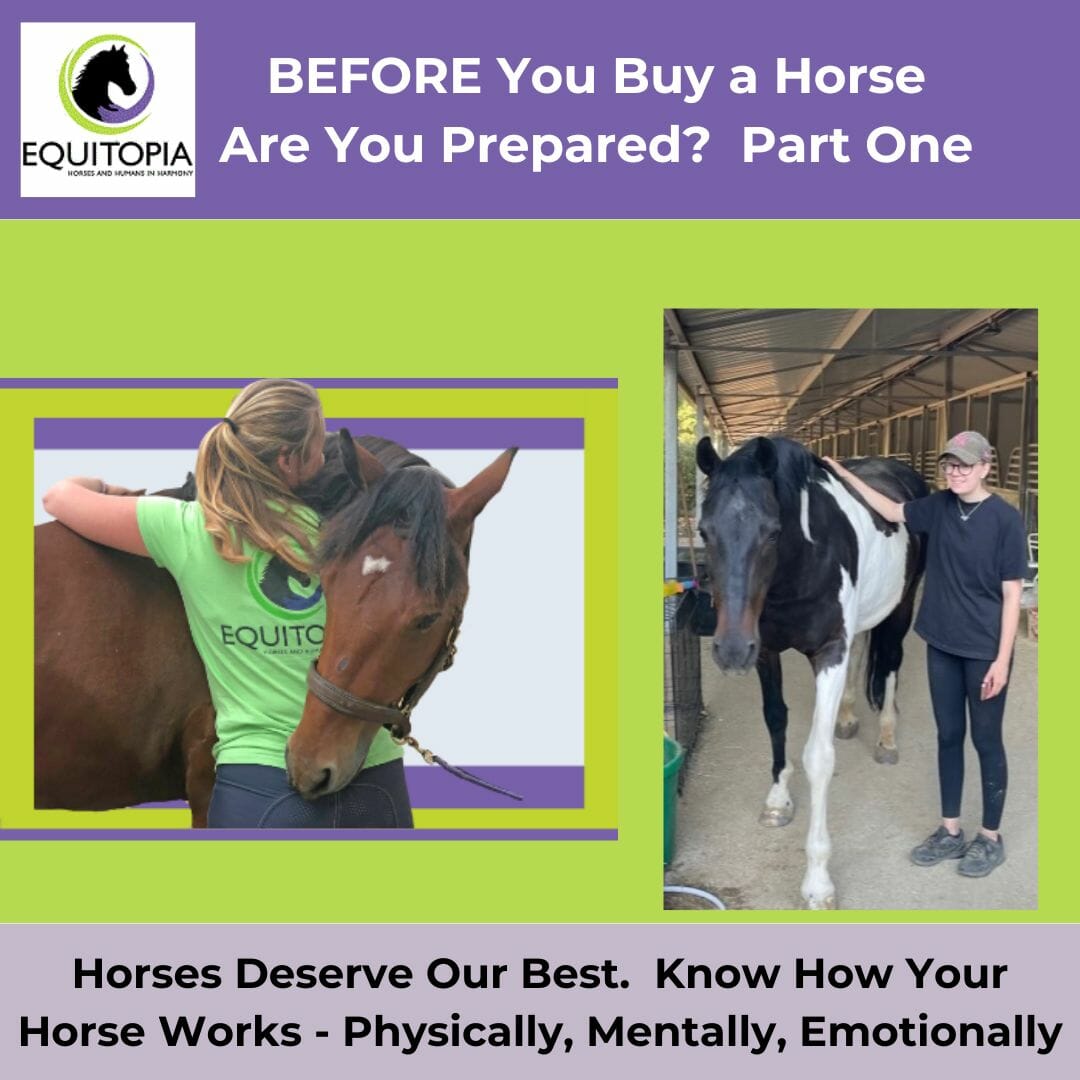 Before You Buy A Horse – Important Considerations