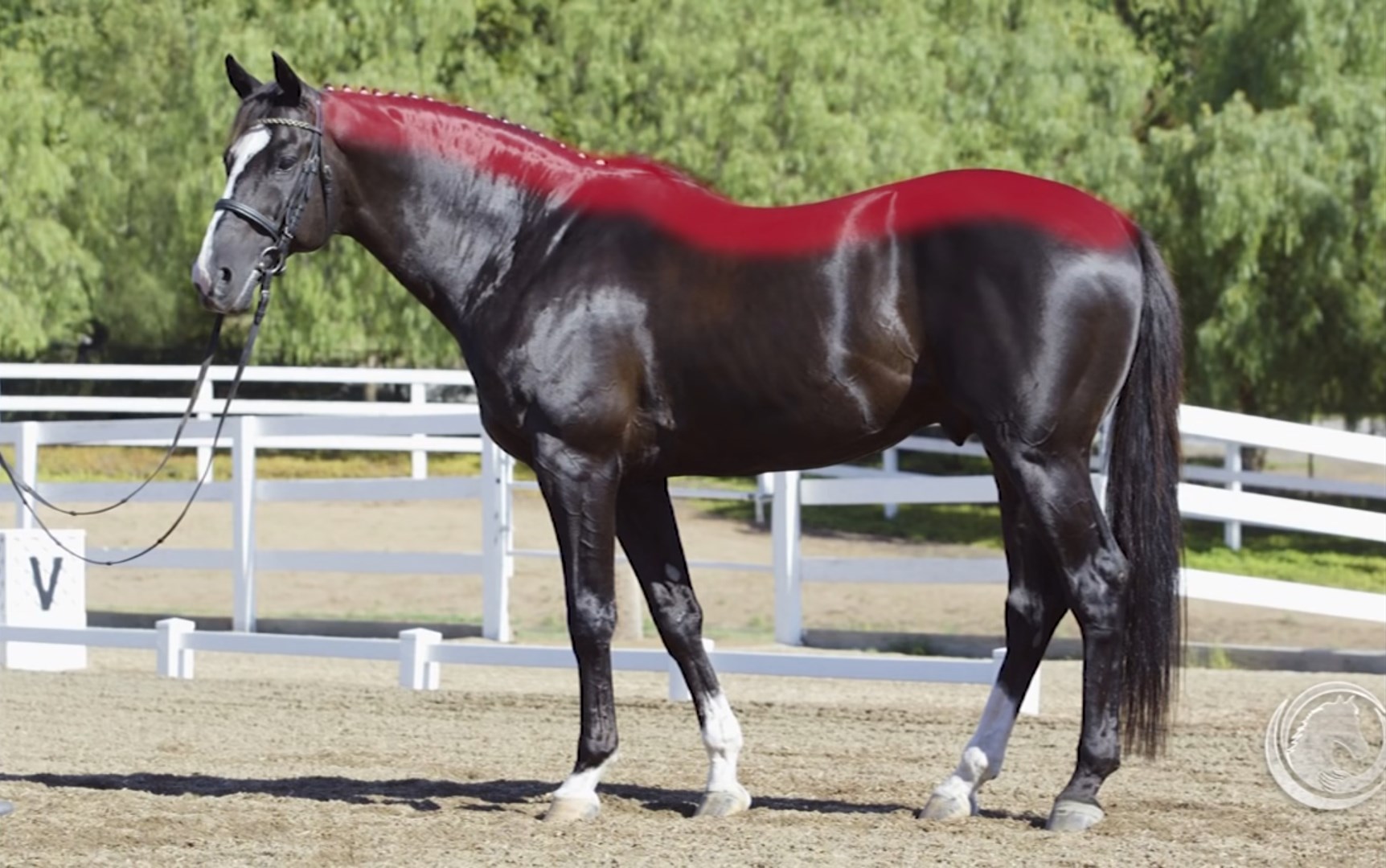 Developing Your Horse’s Topline