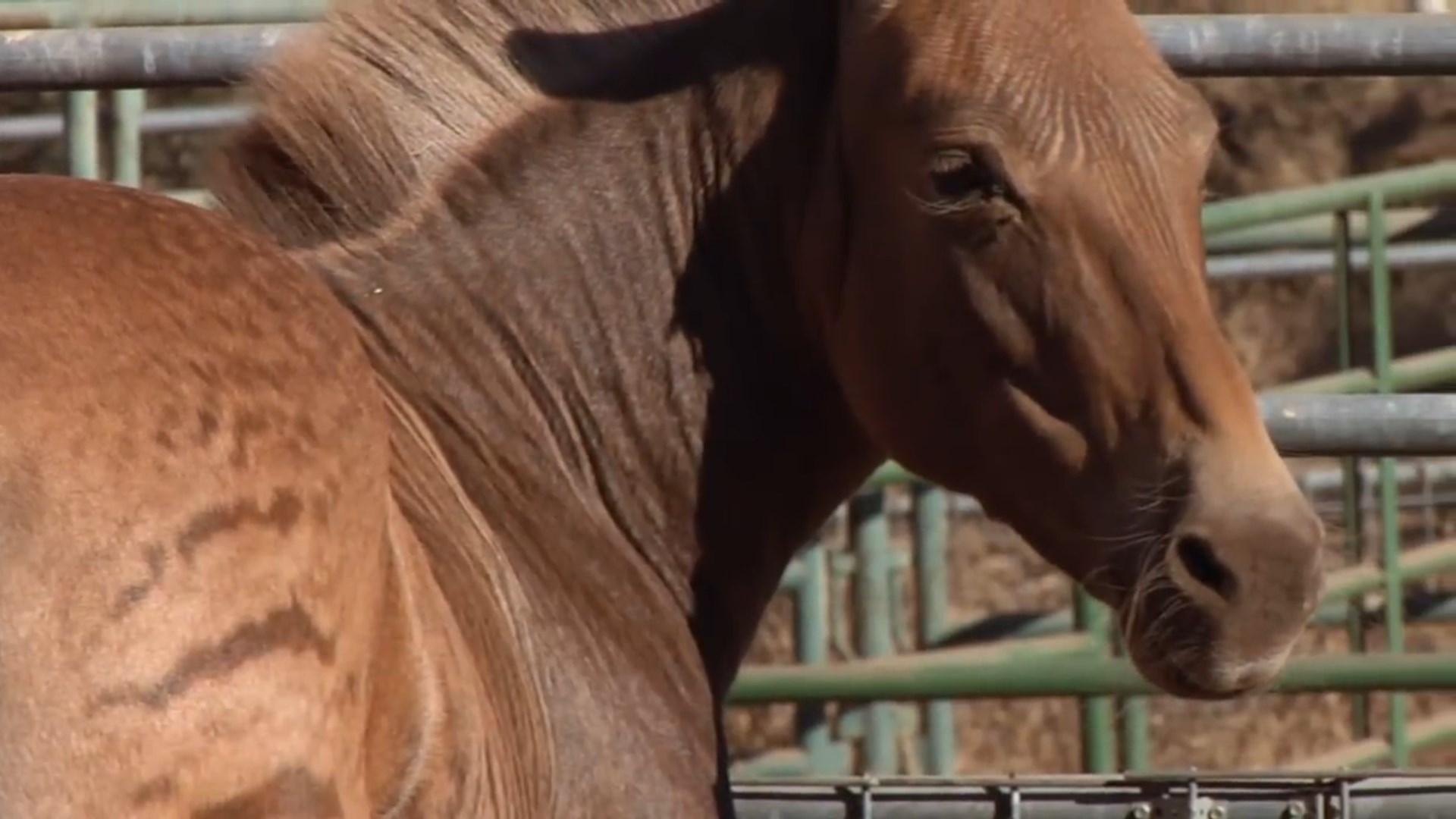 Don't shoot the Zebra Pony