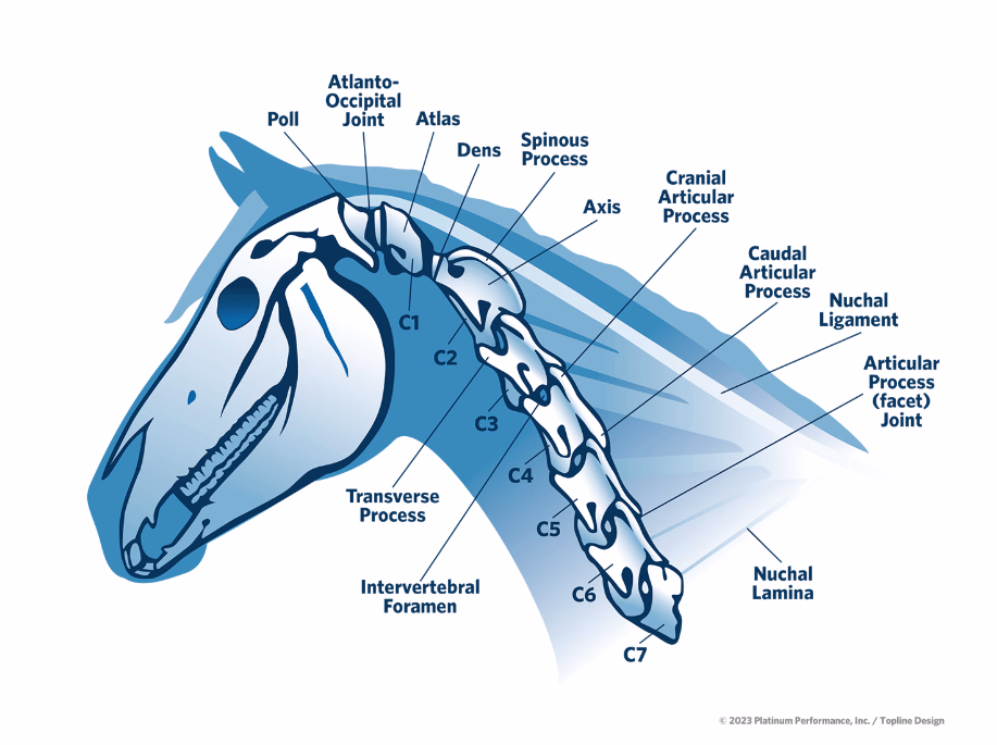 ECVM in Horses: Symptoms, Causes & Warning Signs Every Owner Should Know