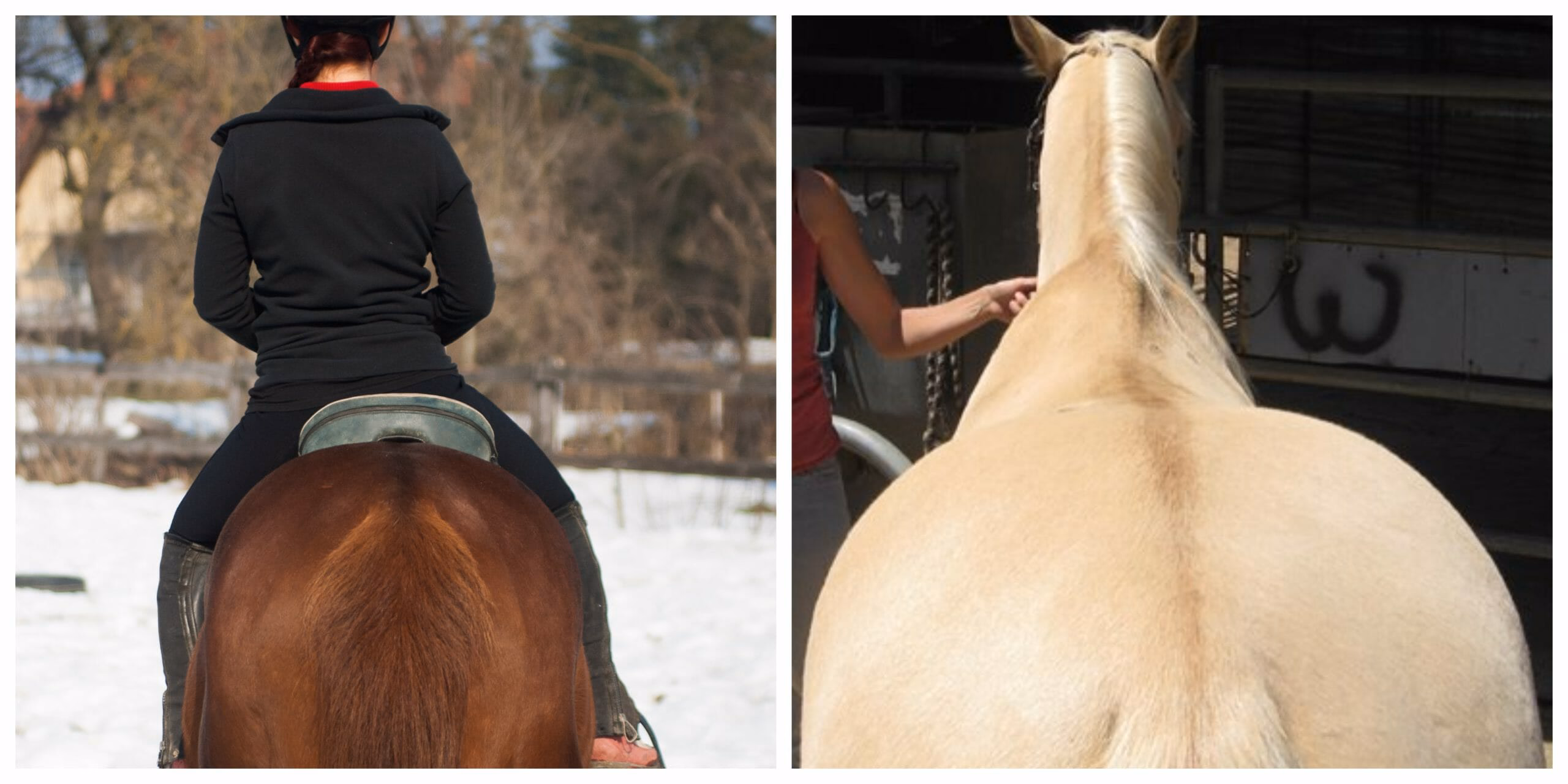 ECVM in Horses: Symptoms, Causes & Warning Signs Every Owner Should Know