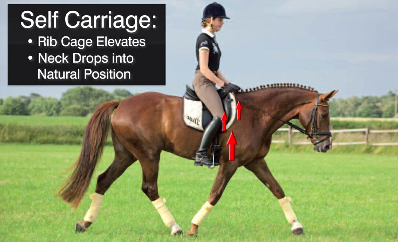 What actually creates a horse that is “safe”