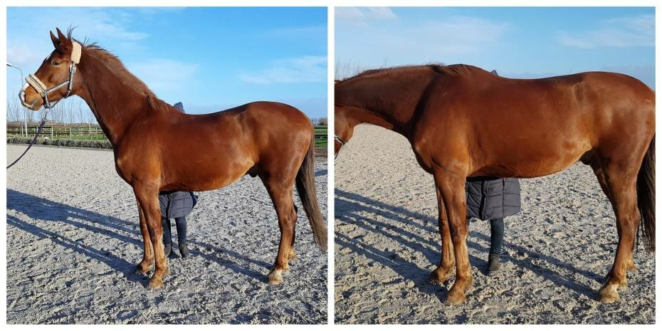 horse hollow back vs horse rounding back