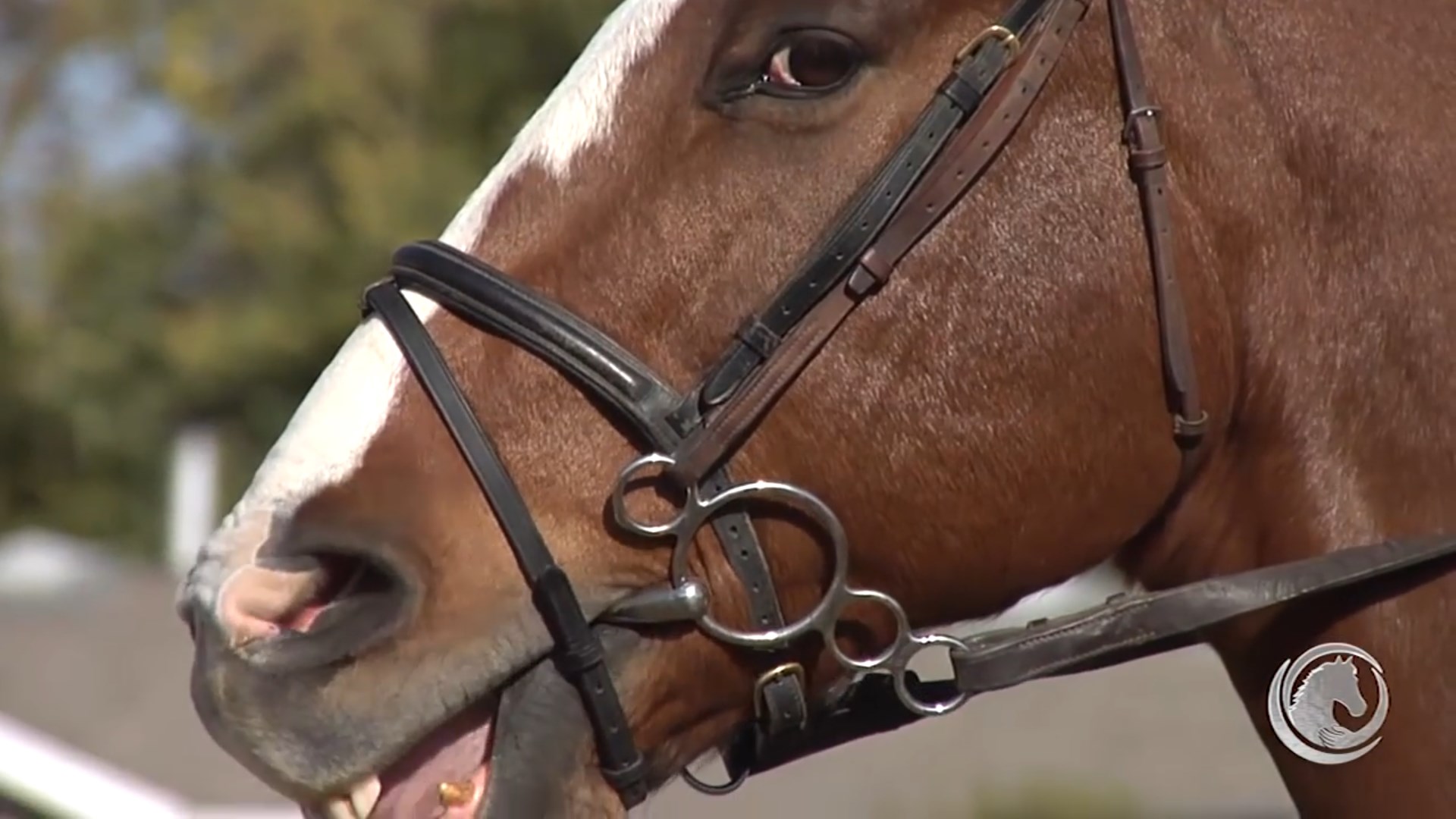 Overcoming the 5 Main Areas of Pain Caused by the Bridle