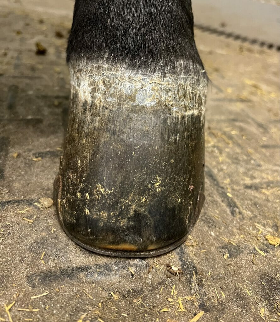 Recognizing Hoof Dysfunction