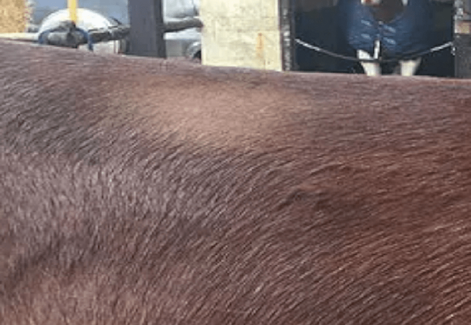 Rub marks may appear under your horse’s saddle