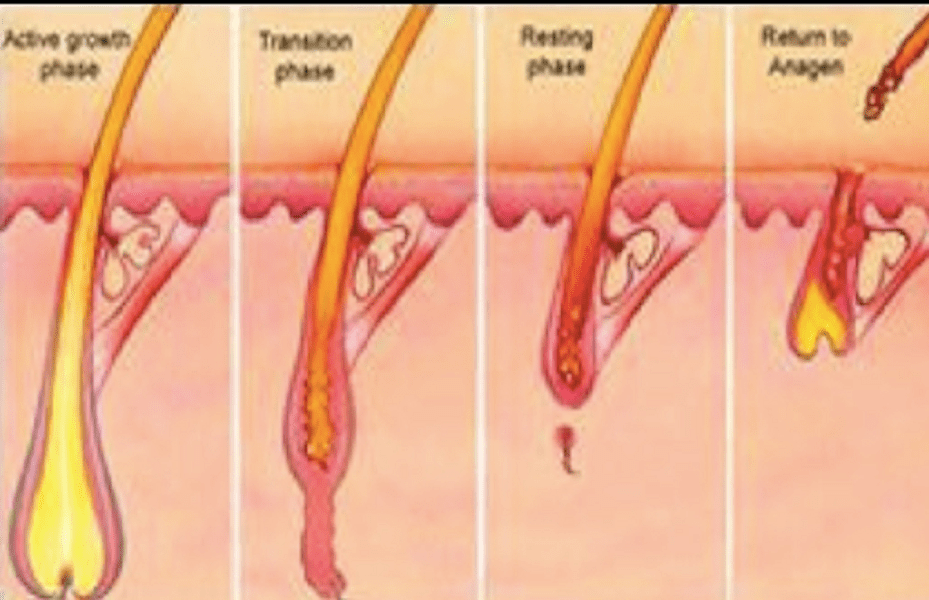 Phases of hair growth