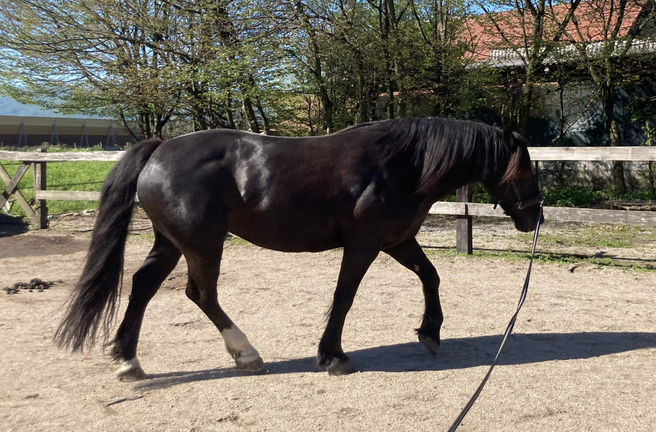 Ground work and lunging