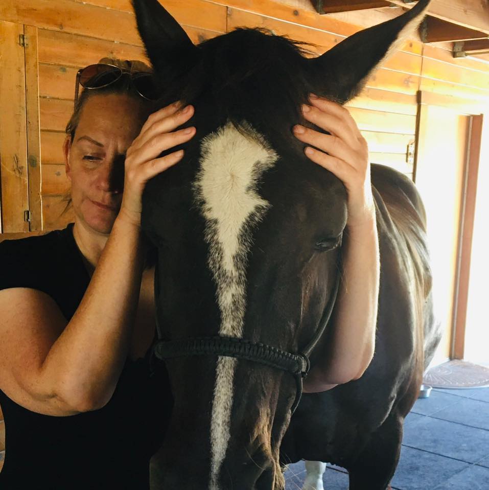 a look at the Horse’s TMJ