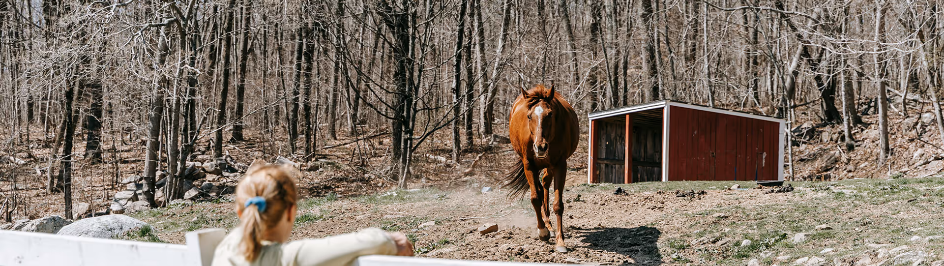 kid watching horse