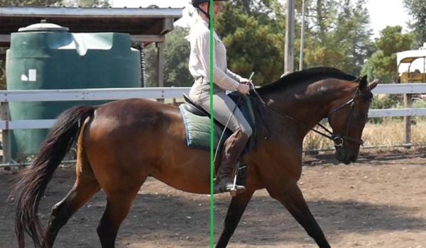 Handedness in Horses: How to Determine your Horse’s Laterality