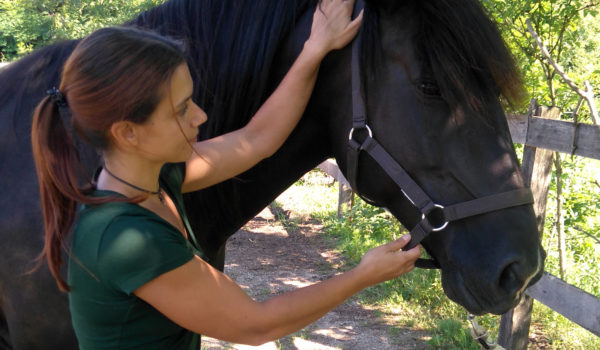 preventative care for your Horse - Part One