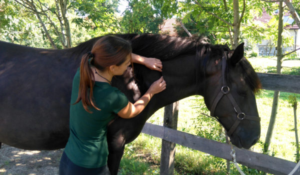 Preventative Care for your Horse - Part Two