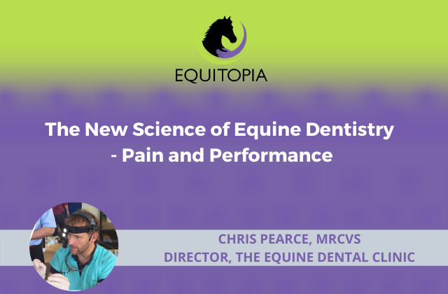 equine dentist Chris Pearce Equitopia
