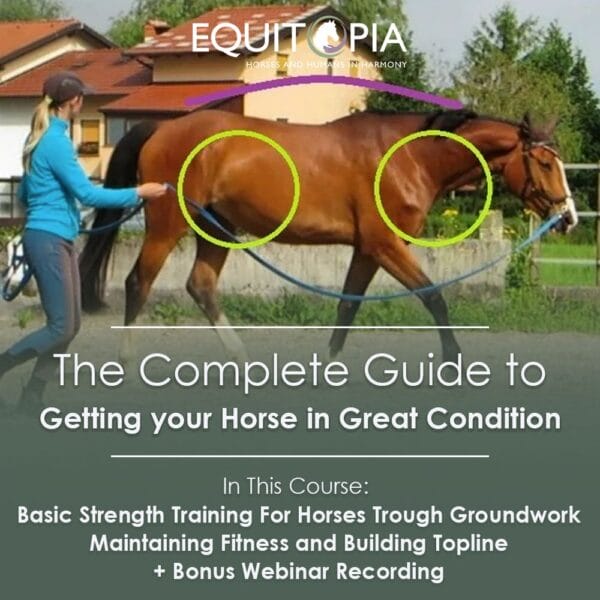 conditioning for horses