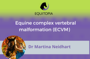 Webinar 57:  Equine complex vertebral malformation (ECVM)